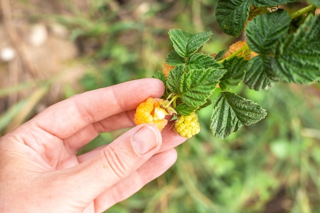 La main d'une femme cueille des framboises mûres jaunes dans un buisson