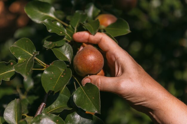 La main d'une femme cueille une poire mûre sur une branche d'arbre.