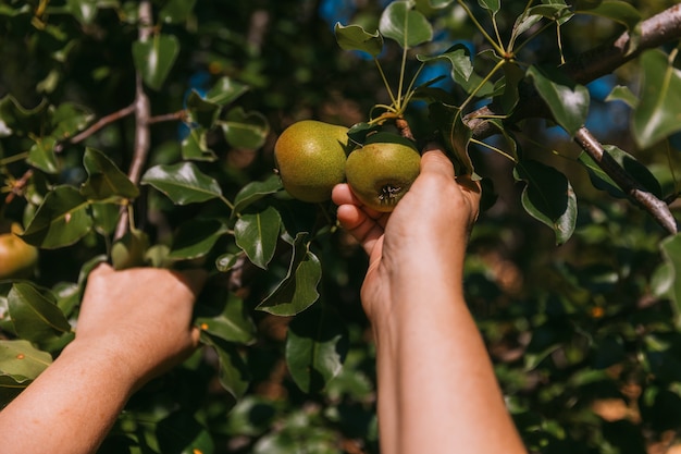 La main d'une femme cueille une poire mûre sur une branche d'arbre.