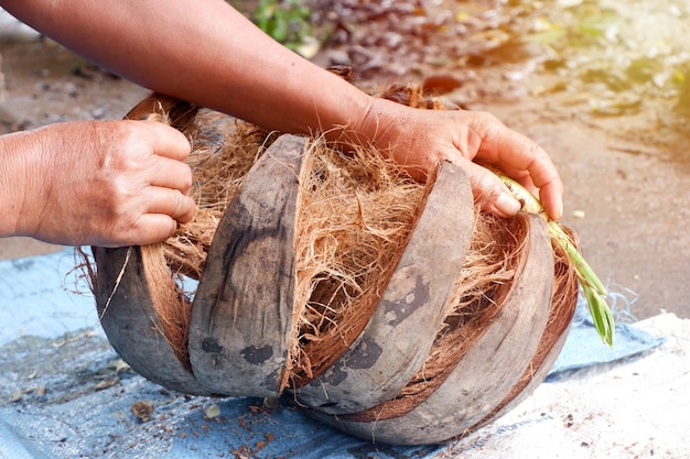 La main d'une femme épluche une vieille noix de coco brune.