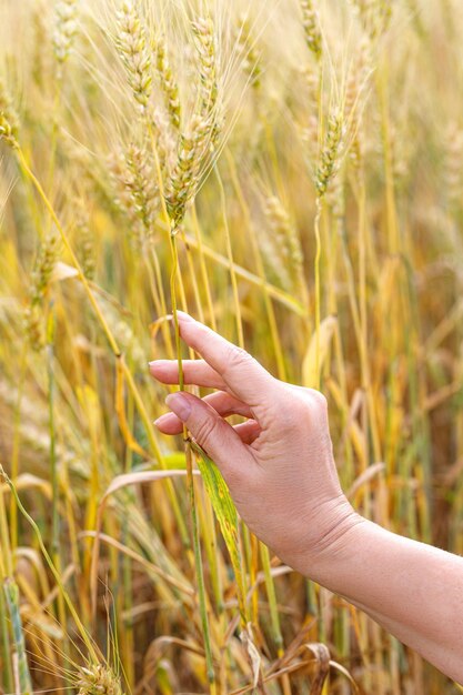 La main d'une femme gros plan tenant un épi de blé dans un champ de blé