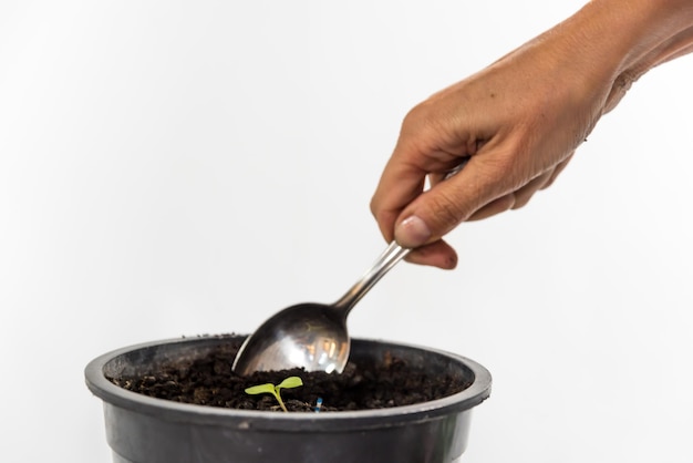 Main de femme insérant une cuillère dans un concept de jardinage végétal jour de la terre