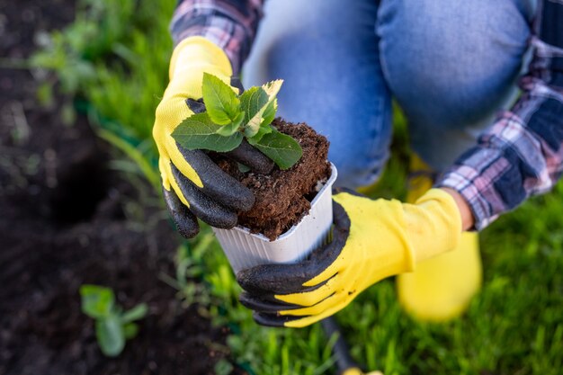 Main de femme jardinier dans les gants tient des semis de petit pommier dans ses mains se préparant à planter