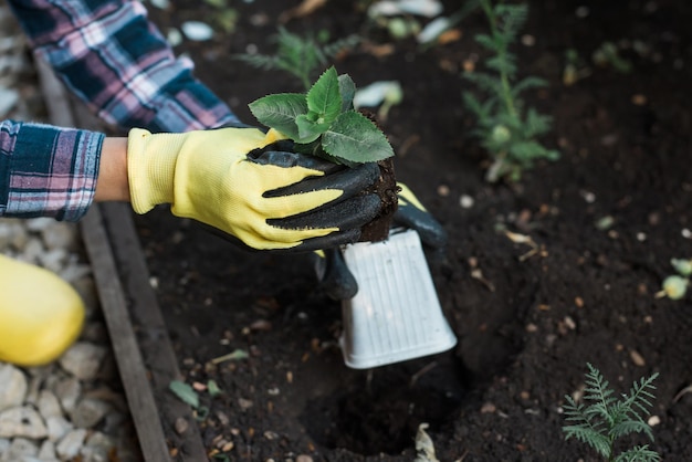 Main de femme jardinier dans les gants tient des semis de petit pommier dans ses mains se préparant à planter