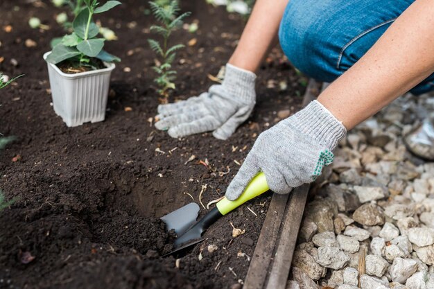 Main de femme jardinier dans les gants tient des semis de petit pommier dans ses mains se préparant à planter