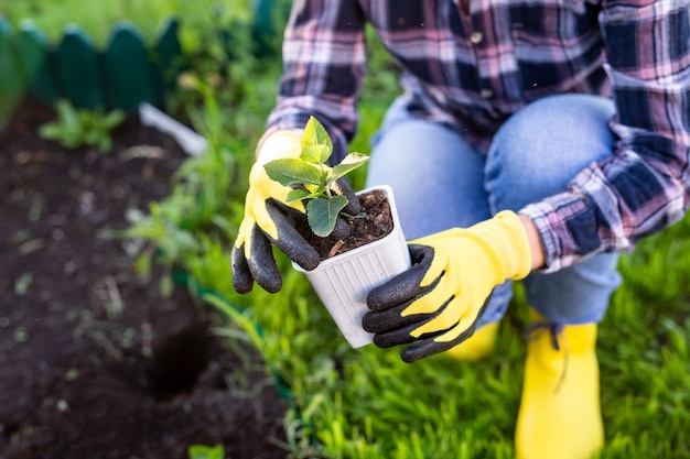 Main de femme jardinière dans les gants tient des semis de petit pommier dans ses mains