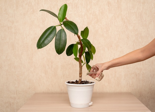 La main d'une femme à la maison sur la table arrose une fleur dans un pot avec un verre.