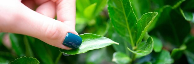 Une main de femme avec des ongles verts arrache une feuille verte d'une plante prenant soin du concept de fleurs à la maison