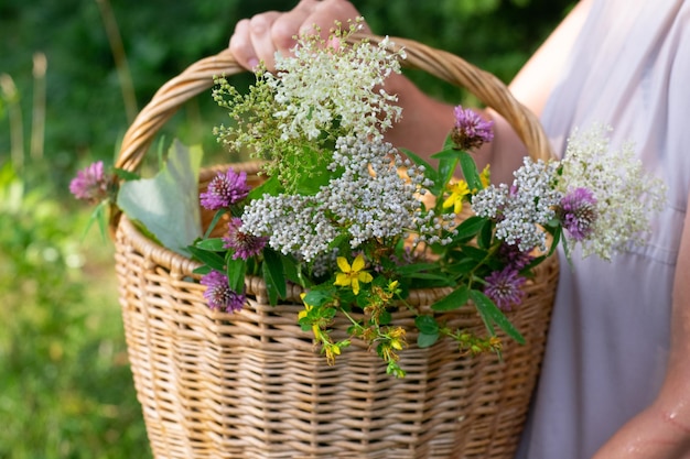 Main de femme avec panier d'herbes