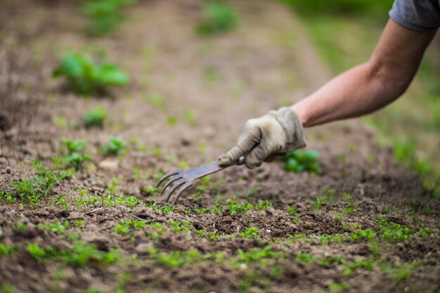 La main d'une femme pince l'herbe Lutte contre les mauvaises herbes et les ravageurs dans le jardin Terre cultivée en gros plan Plante agricole poussant dans la rangée de lits