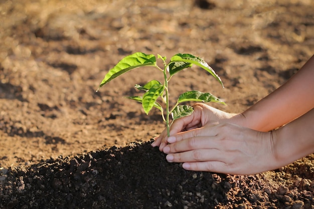 Main de femme plantant un jeune arbre sur un sol noir comme concept de monde de sauvegarde, concept d'écologie.