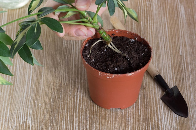 Main de femme plantation coupe de Schefflera arboricola ou arbre parapluie nain nommé en pot avec de la terre sur le fond en bois