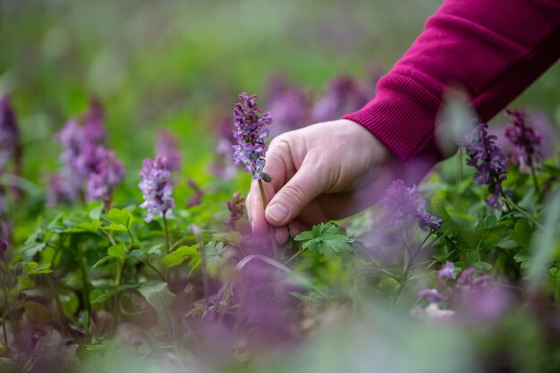 Main de femme ramassant ou récoltant des fleurs très rares dans le parc national ou le jardin botanique, concept environnemental