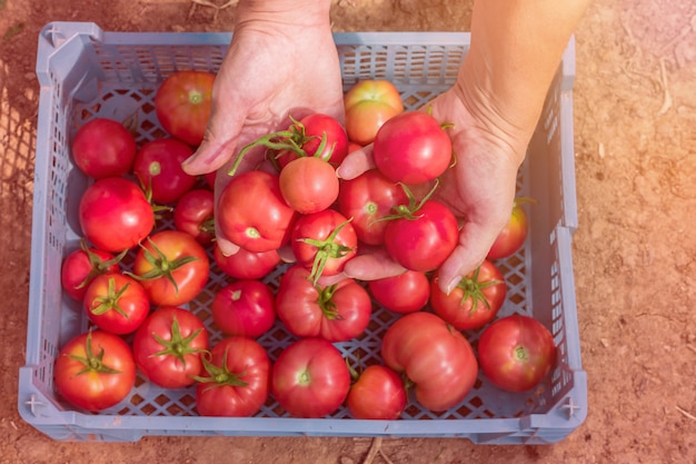 Main femme récoltant des tomates biologiques fraîches dans une boîte.