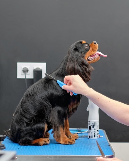 La main d'une femme se peigne les cheveux avec un peigne pour un chien épagneul