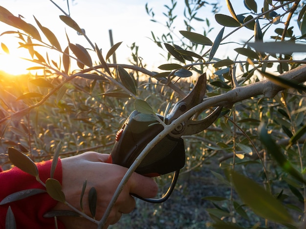 Main de femme taillant un olivier avec des ciseaux électriques au coucher du soleil