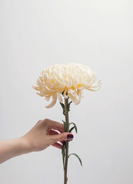 Main de femme tenant de belles fleurs sur le fond du mur blanc