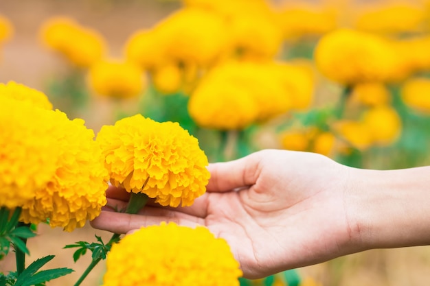 Main de femme tenant de belles fleurs jaunes