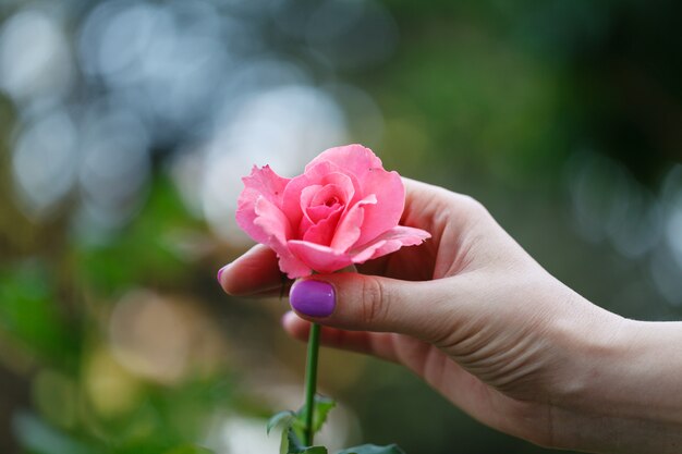 Main de femme tenant de belles roses roses violettes