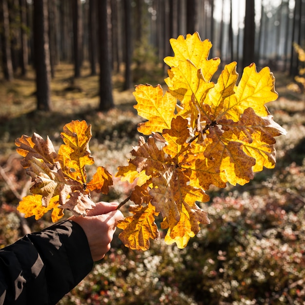 Main de femme tenant une branche de chêne avec des feuilles d'automne jaunes, gros plan