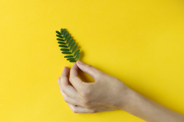 Main de femme tenant une branche verte sur fond jaune