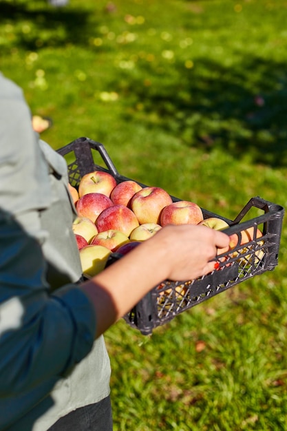 Main de femme tenant une caisse avec des pommes mûres aed