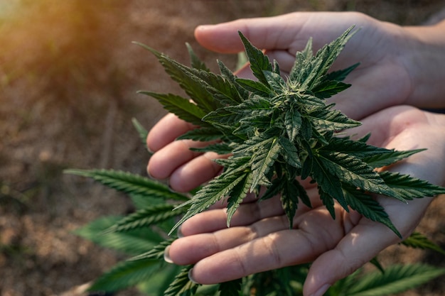 Main de femme tenant du cannabis poussant à la ferme