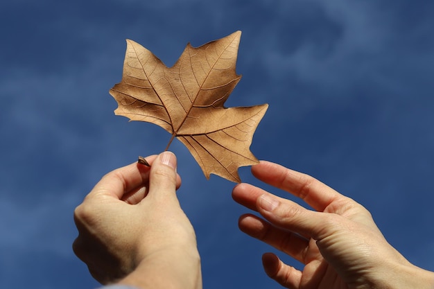 Main de femme tenant une feuille tombée isolée d'un fond de ciel d'arbre avec des nuages