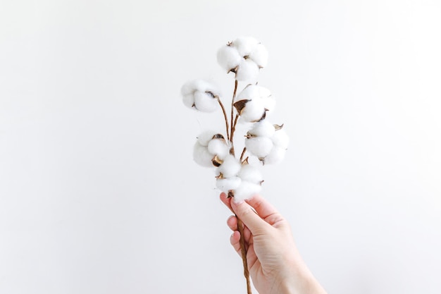 Main de femme tenant une fleur de coton blanc séchée isolée sur fond blanc tissu douceur natu...