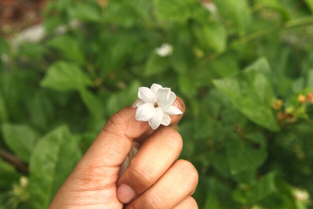 main de femme tenant une fleur de jasmin blanc