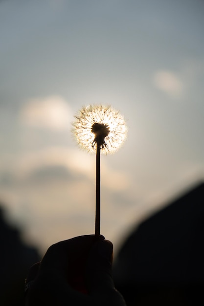 Une main de femme tenant une fleur de pissenlit au coucher du soleil