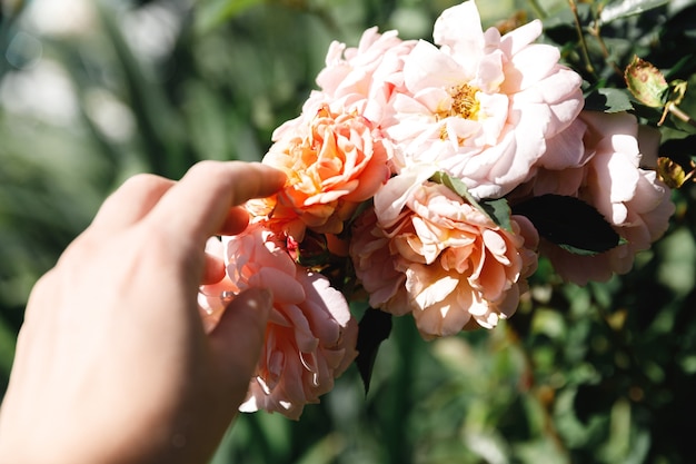 Main de femme tenant des fleurs roses roses dans la rocaille en été. Le travailleur jardinier se soucie des fleurs dans le jardin fleuri. Concept de culture de passe-temps de floriculture et de plantation de fleurs.