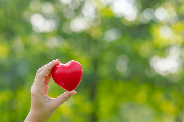 Main de femme tenant en forme de cœur rouge sur fond naturel vert