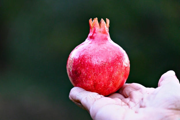 Main de femme tenant un fruit, une grenade.