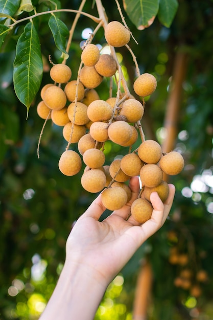 Main de femme tenant des fruits de longane sur la branche pour être prêt à être récolté dans une ferme agricole de longane.