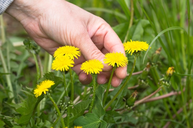 Main de femme tenant une jeune fleur de bourgeon de pissenlit jaune sur le pré vert