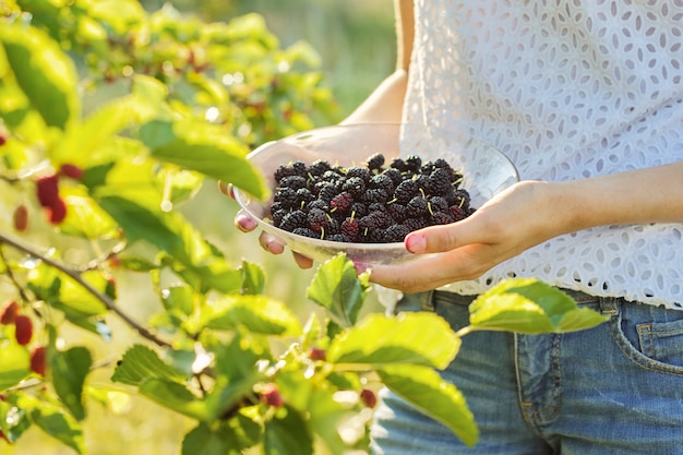 Main de femme tenant des mûres de baies mûres, jardin avec mûrier