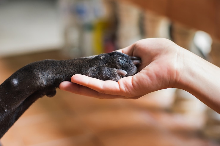 Photo main de femme tenant la patte de chien noir. concept d'amitié animale et humaine.