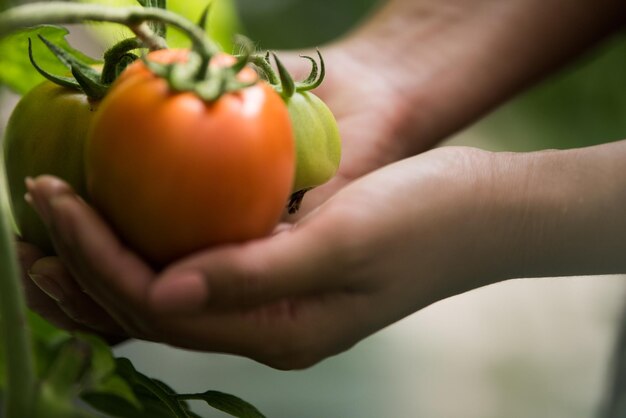 La main d'une femme tenant une tomate dans une ferme biologique