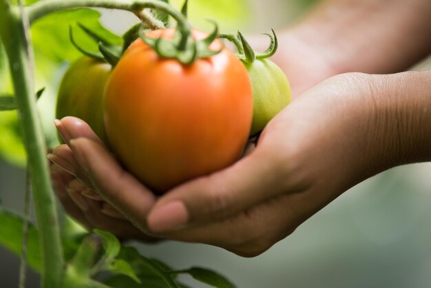 La main d'une femme tenant une tomate dans une ferme biologique