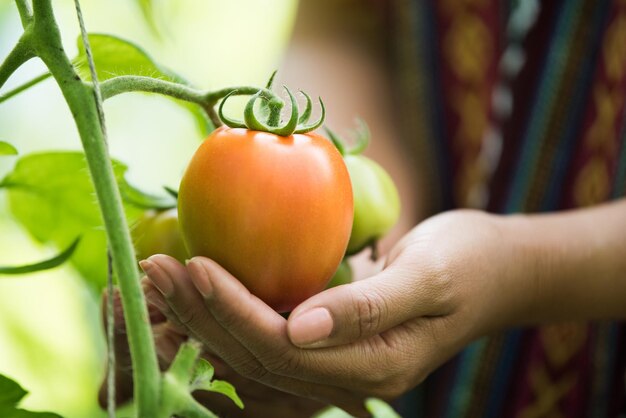 La main d'une femme tenant une tomate dans une ferme biologique