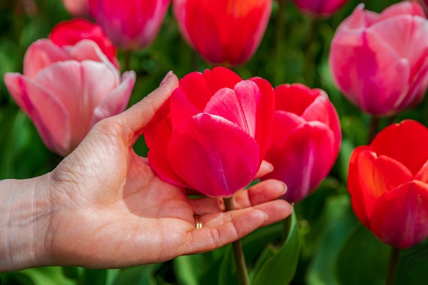 Main de femme tenant une tulipe rouge vif