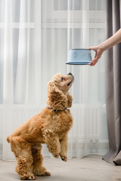 La main d'une femme tient un bol de nourriture pour chien