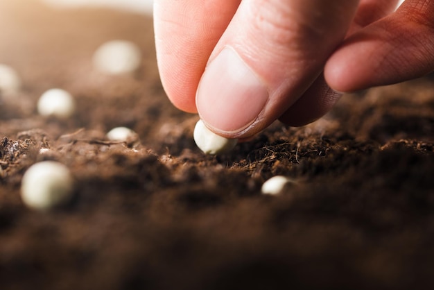 La main d'une femme tient une graine à planter dans le sol en gros plan.