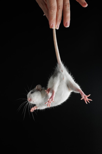 Photo la main d'une femme tient un rat par la queue le rongeur a été attrapé souris de couleur isolée sur un fond noir place pour l'inscription et le titre