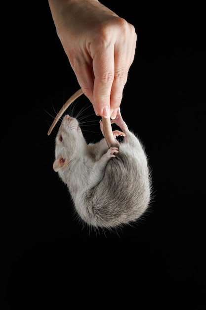 La main d'une femme tient un rat par la queue Le rongeur a été attrapé Souris grise isolée sur un fond noir Place pour l'inscription et le titre