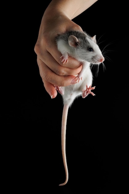 Photo la main d'une femme tient un rat le rongeur a été attrapé souris de couleur isolée sur un fond noir place pour l'inscription et le titre