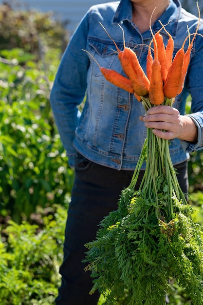 La main de la femme tient un tas de carottes Livraison de légumes fraîchement cueillis