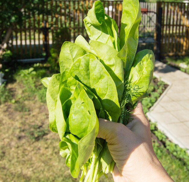 La main d'une femme tient un tas de jeunes épinards verts fraîchement coupés, à l'extérieur, en plein soleil et dans les ombres, en gros plan.