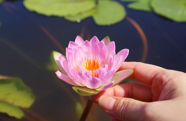 Main de femme touchant un beau nénuphar rose qui fleurit dans l'étang